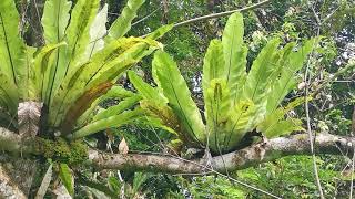 Aspleniaceae. Asplenium nidus. Borneo