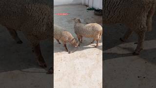 😍😍 Marino Long tail sheep for sale #music #song #tamil #bgm #love #religion #sheep #goat #longtail