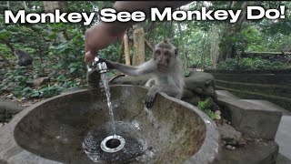 A trip to MONKEY Forest | Ubud BALI - Walk the streets of UBUD with us