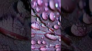 Rain droplets #like #share #subscribe | Haasini'sSeasonings |