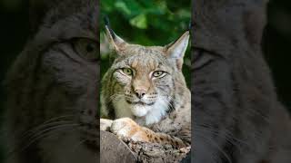 LINCE DA EURÁSIA #shortvideo #shortsyoutube #shorts #animals #curiosidades #animais #short