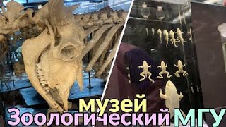 Зоологический музей МГУ: змеи, бабочки, скелеты и многое другое