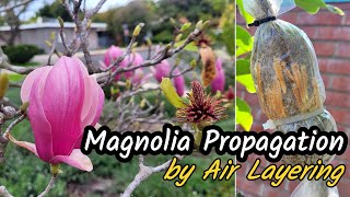 How to Propagate and Grow Magnolia Trees from ROOTED Branches Using Air Layering Technique (粉色玉兰)