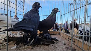 SŁOMCZYN Gołębie pigeons targ Andrzej W. 29.09.2024 cz.4/4💥Gołębie jasne i wyszwance Andrzeja Radom💥