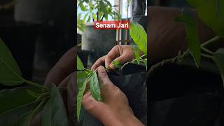 Mlintir Bahan Loa Bonsai Dulu Mastah #shortvideo #bonsailoa #wiring #pruning #bonsaipemula #tree