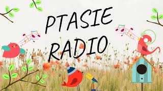 Ptasie radio (odc.2) - Sójka