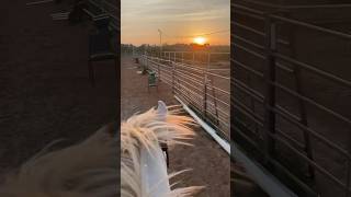 Riding coconut #barrelracing #horsesport #equine #jumping #horse