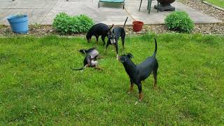 Manchester Terrier- this is how we roll