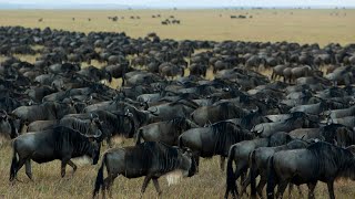 The Great Wildebeest Migration: A Breathtaking Journey Across Africa