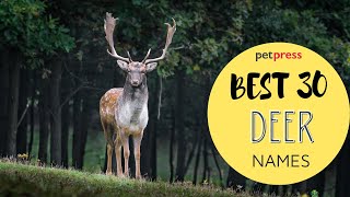 Top 30 Deer Names - The Most Creative Deer Names | PetPress