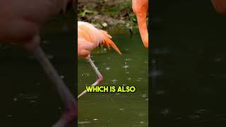 Flamingos Are Not Born Pink! #shorts #facts #animals #flamingos