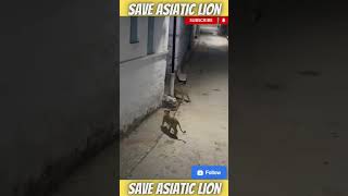 The Asiatic Pride entered into Village | @saveasiaticlion #savelion  #saveasiaticlion