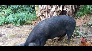 porco caipira no Rio de Janeiro