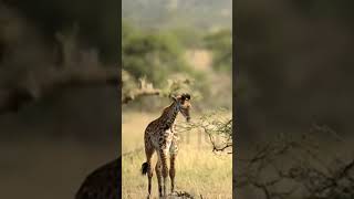 Giraffe baby eating