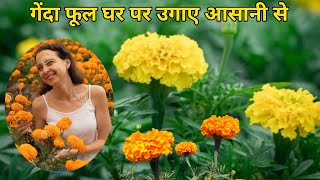 गेंदा फूल को बीज से उगाने का आसान तरीका | Genda phool pot me grow kaise karen