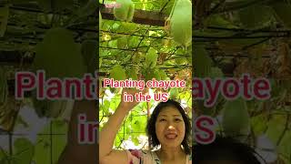 Planting chayote with many vegetable in the US - giàn su su trĩu quả #shorts