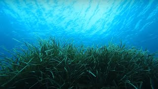 Posidonia Oceanica, let's look after it -LIFE SEPOSSO