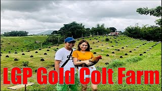 Lets Visit The Farm Of LGP Gold Colt Gamefarm