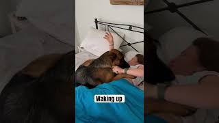 Waking Up With A German Shepherd Puppy #shorts