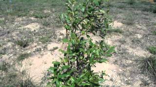 Pomegranate Wonderful Fruit Tree Backyard Orchard