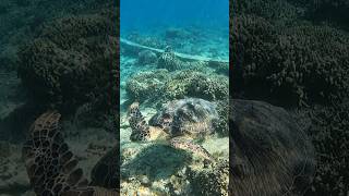 Swim with a green turtle when snorkeling in Gili islands Indonesia 🇮🇩