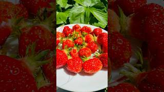 Strawberry plant growing Journey #short #shorts