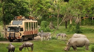 БАЛИ (часть18 - Bali Safari Park + УБУД Рисовые Поля + Пляж с черным песком вулканическим)