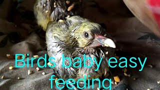 Easy Birds Baby Feeding // Green pigeons baby feeding // Haryal or kabotar k bchon ko feeding