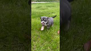 Jamaul’s blue tri pocket bully female at 6 weeks old #pocketbullypuppy