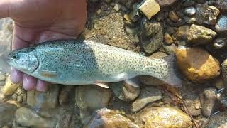 Fishing Video - Raška Rainbow Trout Spin Fishing