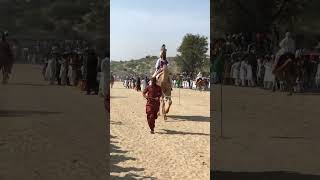 Man roping camel dance #camel #camellife #animals #youtubeshorts #thar @Camels_horse