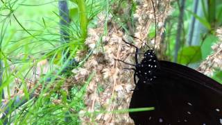 Plain Tiger feeding on Artemisia scoparia