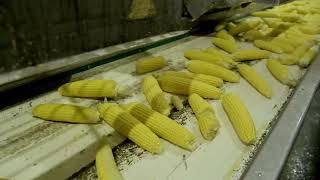 Canned Sweet Corn Being Made İn The Tukaş Factory in Turkey