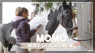 DAS FELL MUSS AB! ✂️ | SATISFYING 😜 // A&G HorseDiary