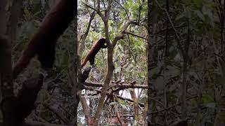 Red Panda🥰#derjeeling #viralshort #viralvideo #tranding