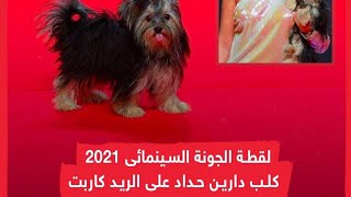 شاهد كلبة دارين حداد علي الريد كاربت سابع ايام مهرجان الجونة