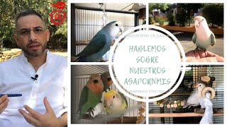 Una pequeña “máster class” hablando sobre agapornis ☺️☺️🦜🦜👌