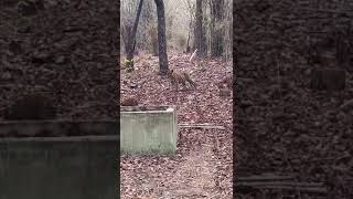 Tiger Cubs guard the forest Camp at Bandhavgarh -May 2024