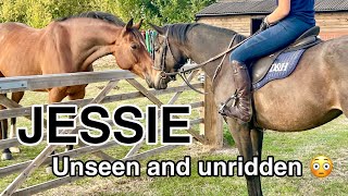 I Bought Another Horse?! // Meet The Horses // Jessie