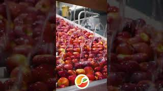 Cosmic Crisp on the Packing line! #apples #agriculture #howitsmade  #applegrowers