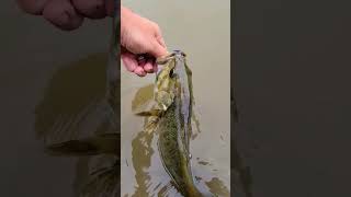 Nice smallie with black lips! #smallmouthbassfishing #catchandrelease