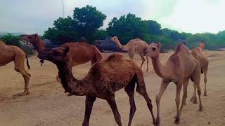 Beautiful Camels view of desert Thar || desert Thar || #camels #thardesert #desertanimals #animals