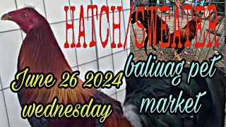 Hatch/Sweater , June 26 2024 wednesday baliuag pet market