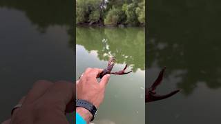 crawfish #crawfish #fishing  #pescadeportiva  #pesca