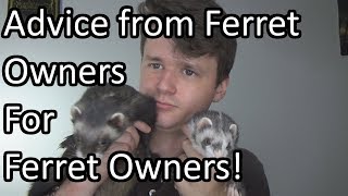 Advice From Ferret Owners for Ferret Owners!