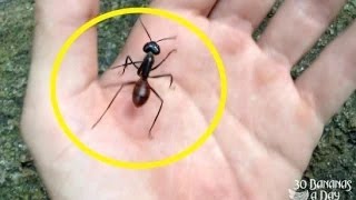 Killer Ants of Malaysia - The Cannibal Ant