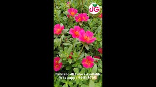 Purslane 40 colors - Portulaca 30 colors for sale online - Pathumani - Whatsapp : 9445450701