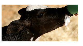 Bottle feeding calves