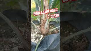 bibit sawit umur 7 bulan