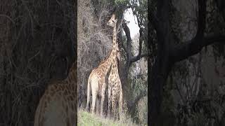 Watch Fighting Giraffes In Kruger National Park#lion #animals #wildlife #giraffe #bestvideo